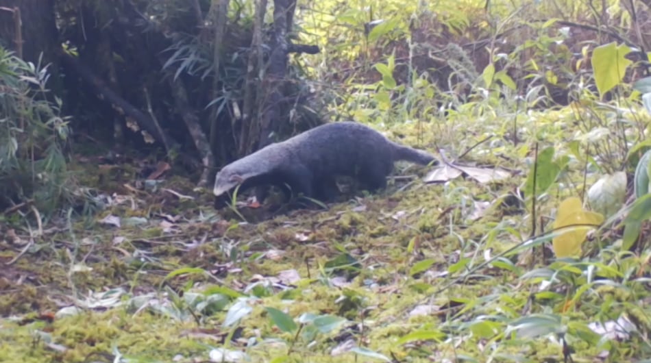 Mamífero visto por primera vez en Envigado, Antioquia.