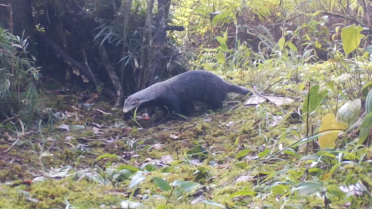 Mamífero visto por primera vez en Envigado, Antioquia.