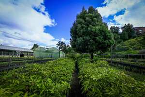 5x1: cinco árboles sembrados por cada uno que se tale.