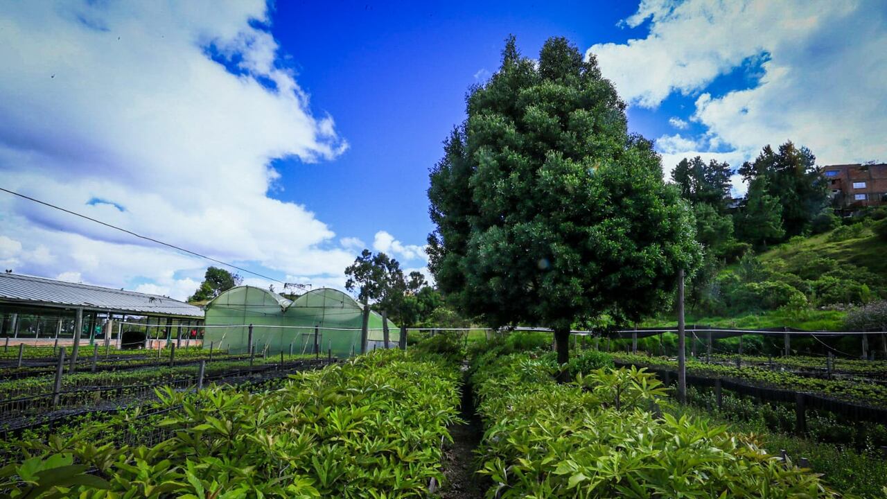 5x1: cinco árboles sembrados por cada uno que se tale.