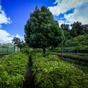 5x1: cinco árboles sembrados por cada uno que se tale.