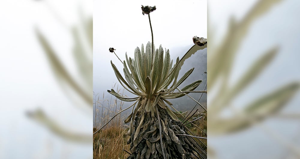 CaracterísticasSus hojas pequeñas y delgadas distribuidas en forma de roseta parecen terciopelo, su densa vellosidad les permite conservar el calor, captar y dispersar los rayos solares, y canalizar el agua con nutrientes hacia el tronco.