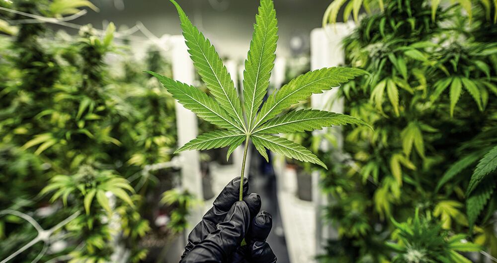   Diferentes personalidades apoyan la regulación del cannabis entre adultos. En un video enviaron mensajes de respaldo a esa iniciativa, hoy debatida en el Congreso.