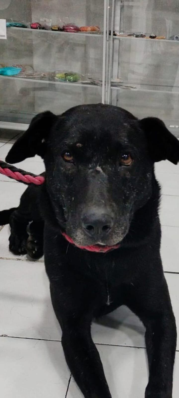 Tin Tin perro desaparecido