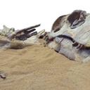 Los dinosaurios murieron hace cerca de 66 millones de años. Foto: Getty Images