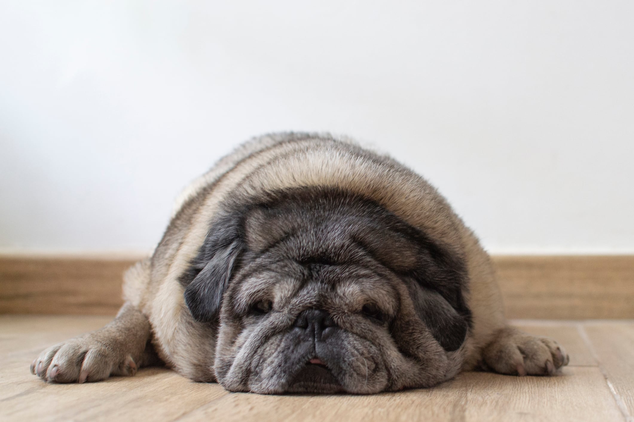 La obesidad puede afectar la salud visual de los perros.