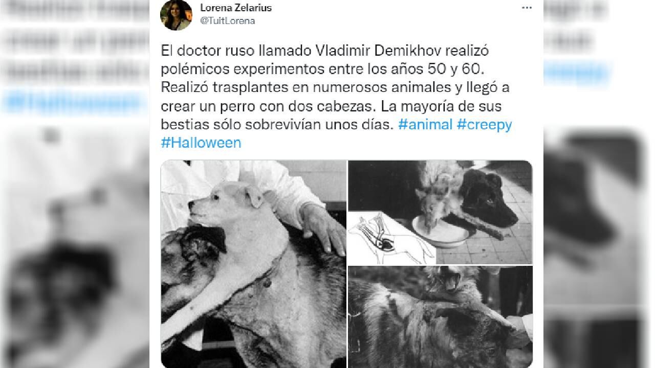 Los experimentos en la década de los cincuenta sentaron un precedente para los trasplantes hoy en día.