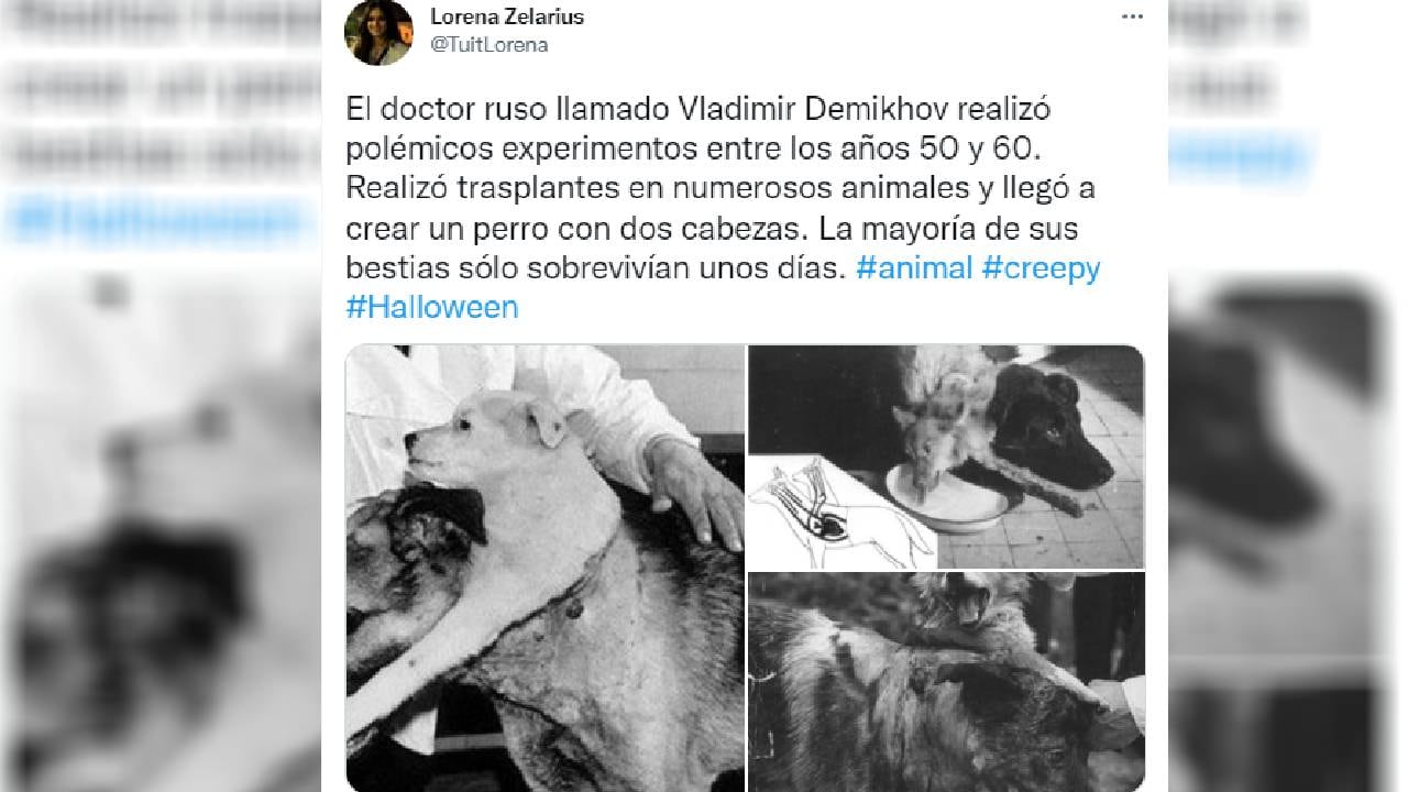 Los experimentos en la década de los cincuenta sentaron un precedente para los trasplantes hoy en día.