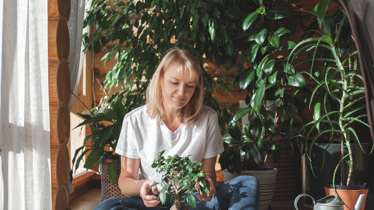 La plantas purifican el aire.