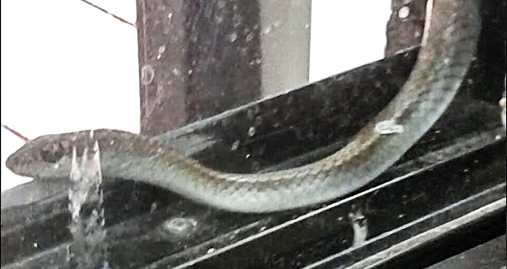 Supernotariado se cae a pedazos_4