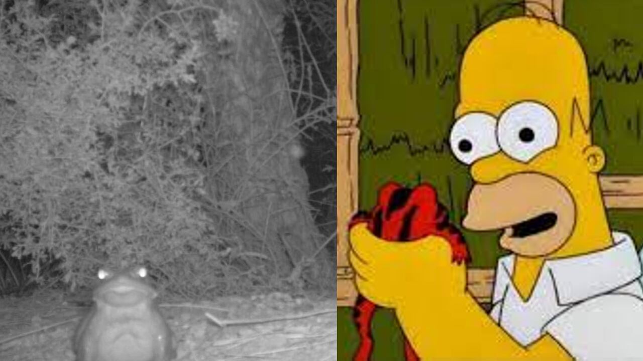 Las autoridades se encuentran en alerta por la persecución de esta especie con fines lúdico e ilegales.