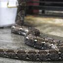 El animal encontrado junto a la mujer era una pitón reticulada, considerada la serpiente más larga del mundo (imagen de archivo)