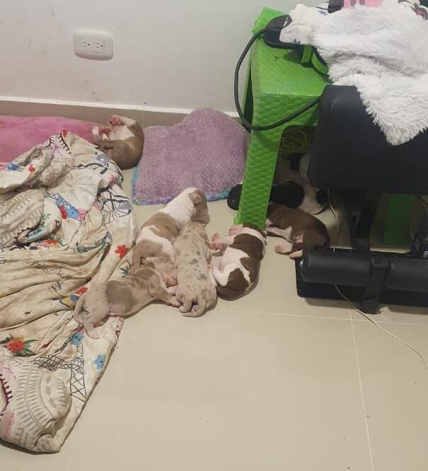 La perrita tiene siete cachorros.