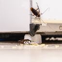 Existen algunas plantas que ayudan a evitar que las cucarachas permanezcan en el hogar.