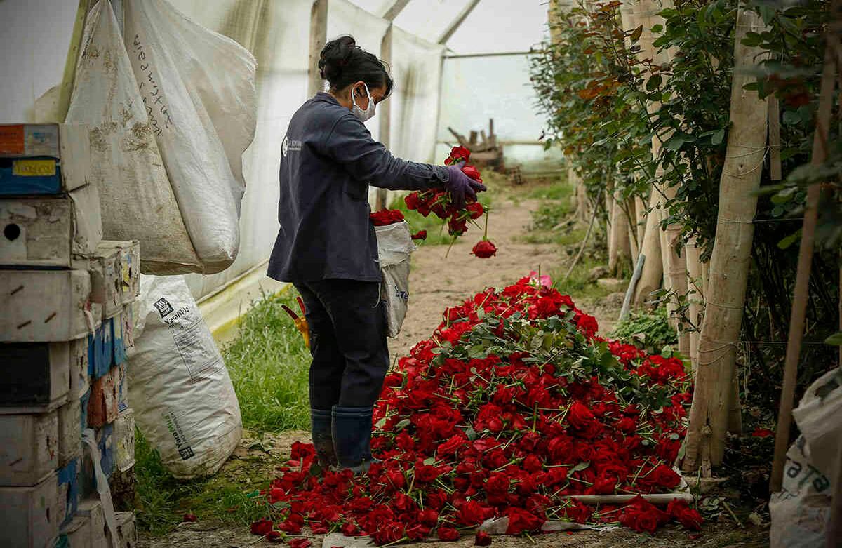 Pérdida de flores en cuarentena por covid-19