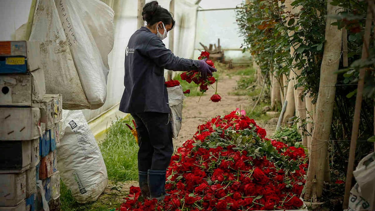 Que no se pierdan las flores colombianas para exportar por el Día la madre, por retrasos en el aeropuerto ElDorado.