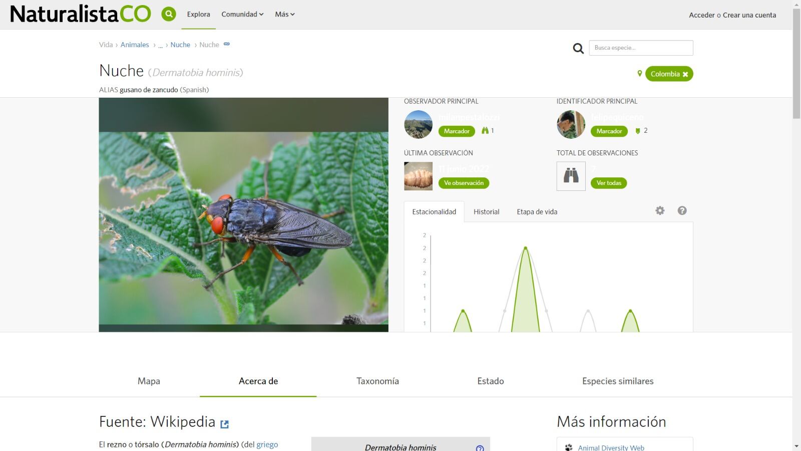 Descripción del rezno o tórsalo (Dermatobia hominis).