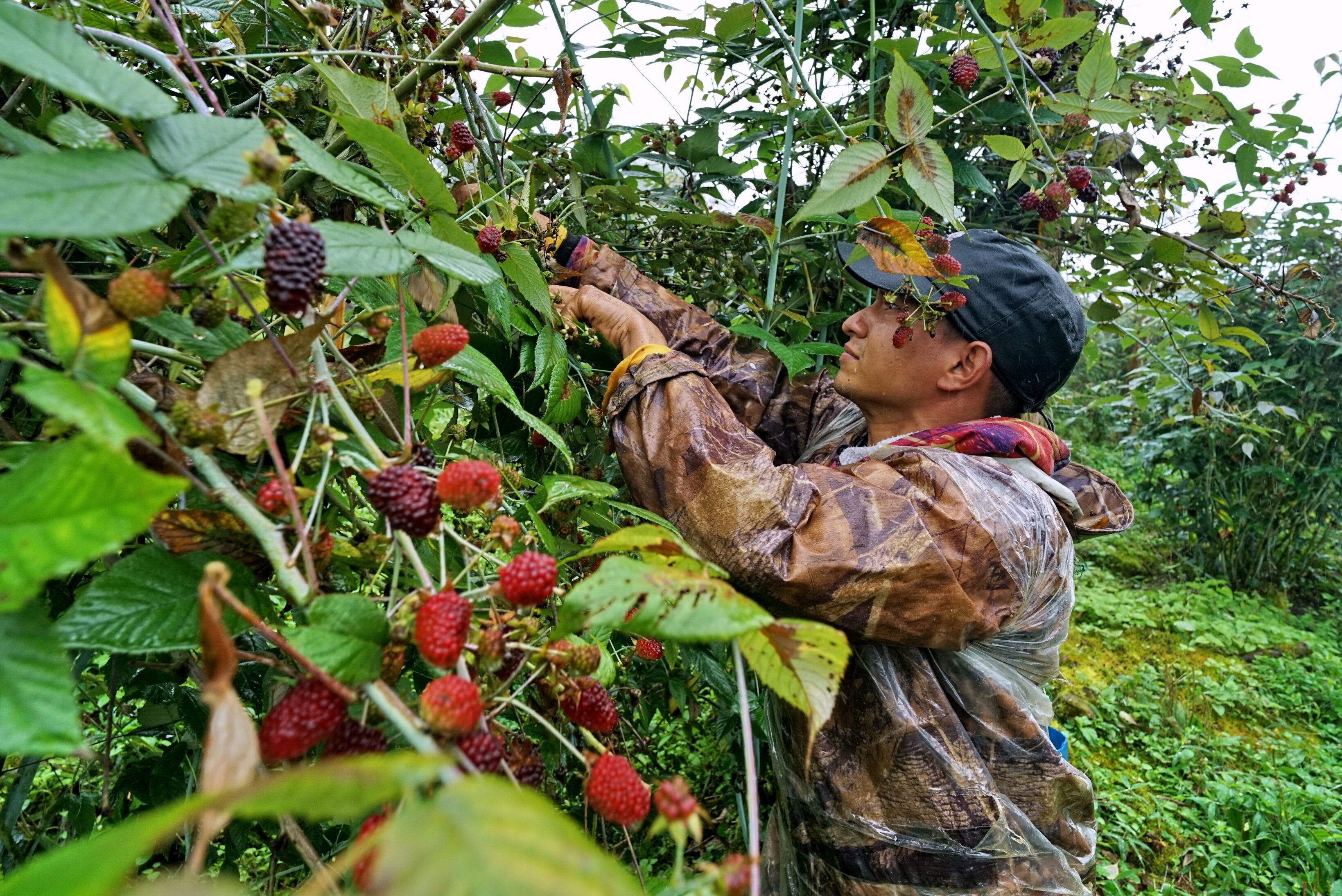 En las montañas de Santa Elena del municipio de El Cerrito, en el departamento del Valle del Cauca, sus habitantes, en la mayoría mujeres cabezas de familia, se dedican al cultivo mora, el cual se utiliza para la elaboración del vino, Alto Cielo. Foto Jorge Orozco.