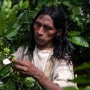 Un total de 400.000 kilos de café produce la comunidad Kogi en la Sierra Nevada de Santa Marta. Foto: Esteban Vega La Rotta
