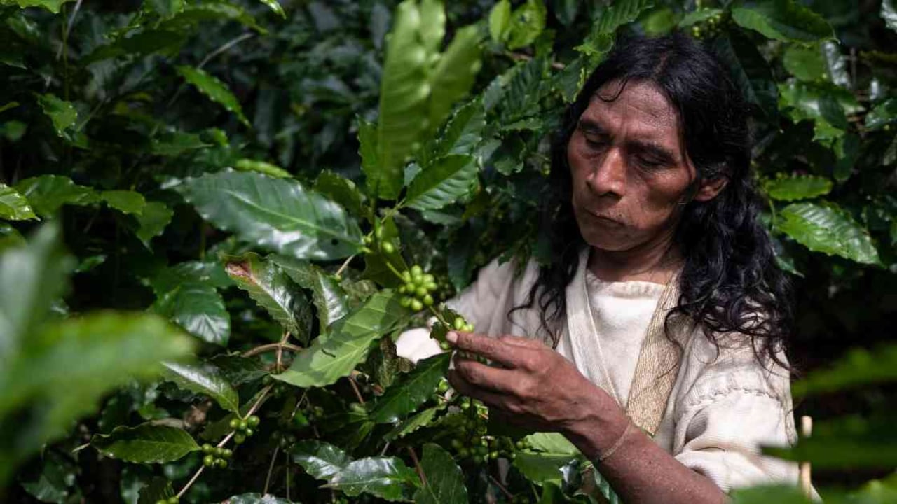 Un total de 400.000 kilos de café produce la comunidad Kogi en la Sierra Nevada de Santa Marta. Foto: Esteban Vega La Rotta