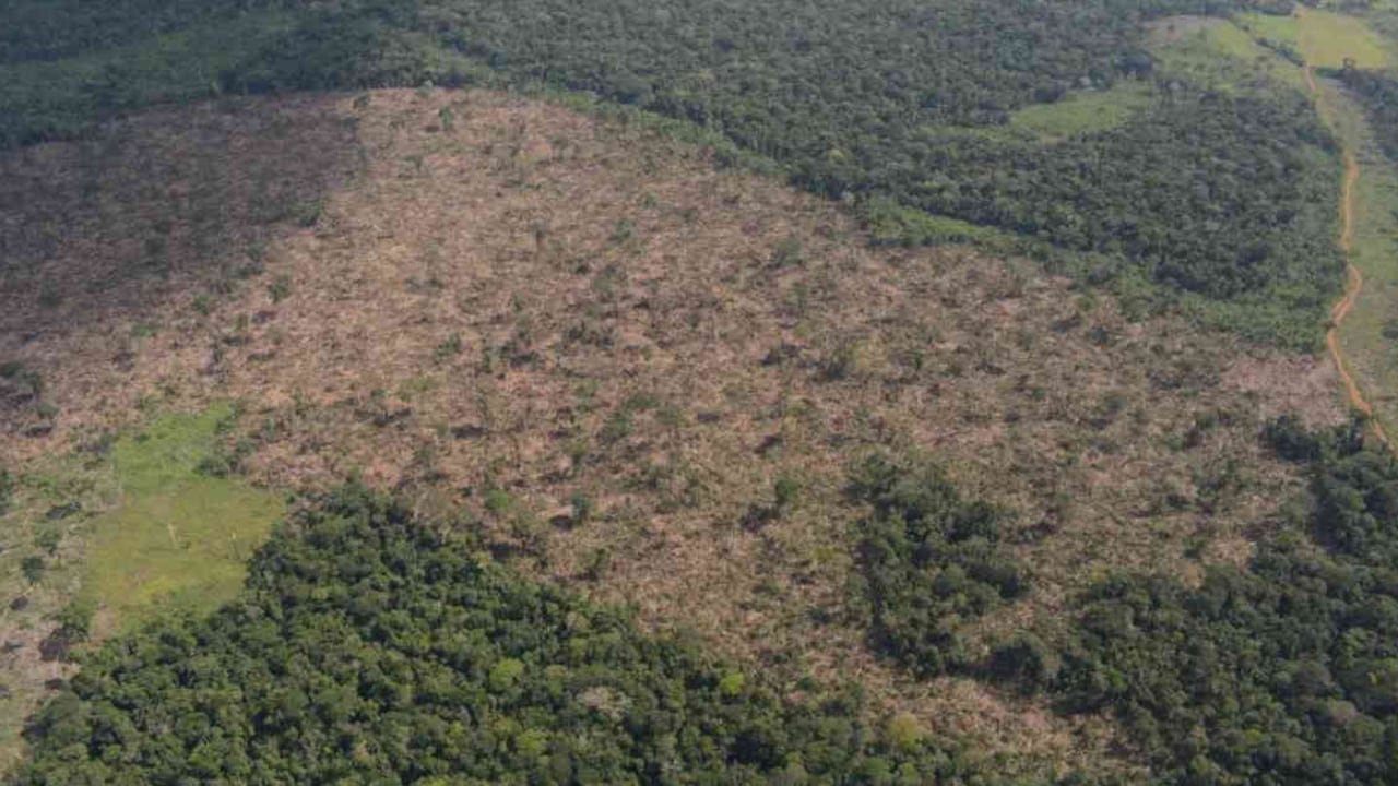 Solo en 2018 el Parque Nacional Natural Tinigua perdió cerca de 12.000 hectáreas de bosque por cuenta de la deforestación. Foto: Rodrigo Botero.