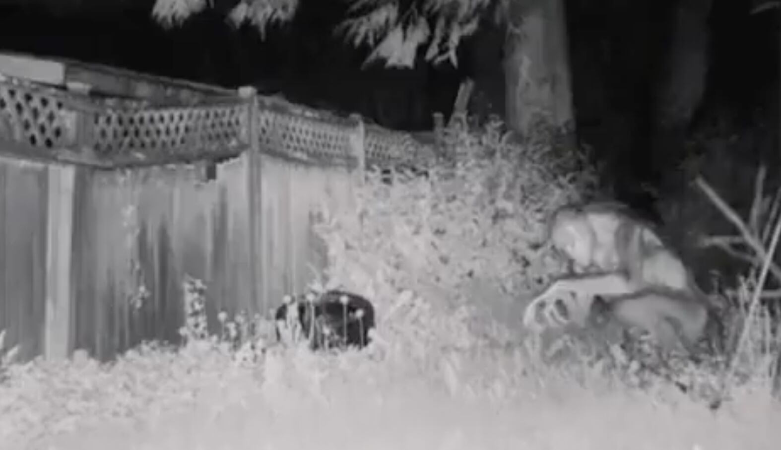 Una persona en Las Vegas alertó a la policía sobre la presencia de estas extrañas criaturas en el patio de su casa.