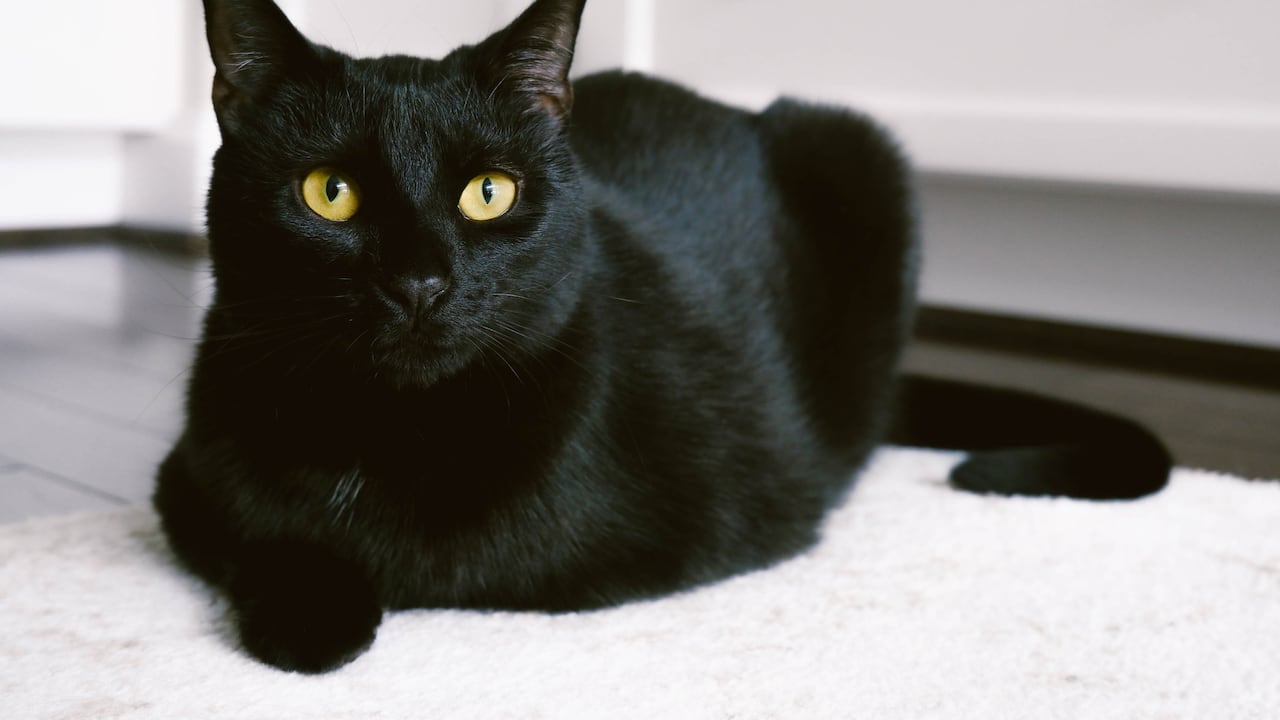 Los daños que causen los animales deben ser asumidos por sus dueños.