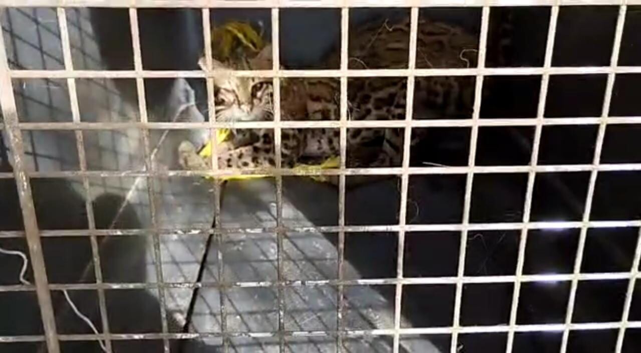 Rescate de ocelote en Clemencia, Bolívar
