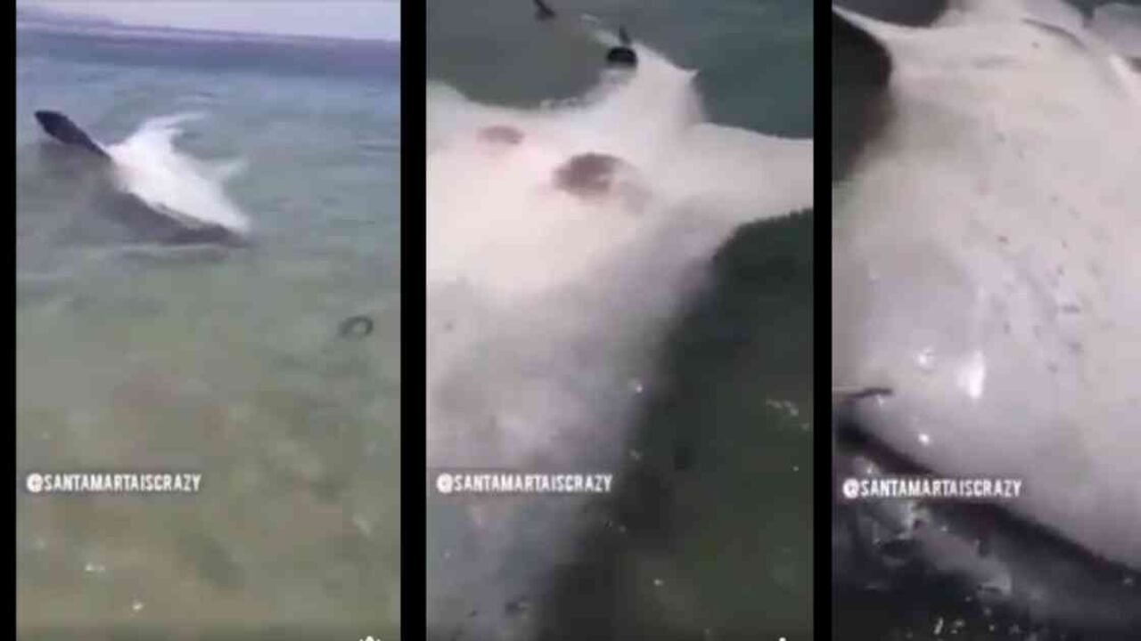 Tiburón ballena encontrado por pescadores de Taganga. Fotos: video @santamartaiscrazy.