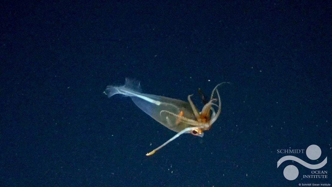 Asombro científico tras el primer avistamiento del calamar colosal en su hábitat.