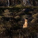 Imagen de referencia de un puma concolor.