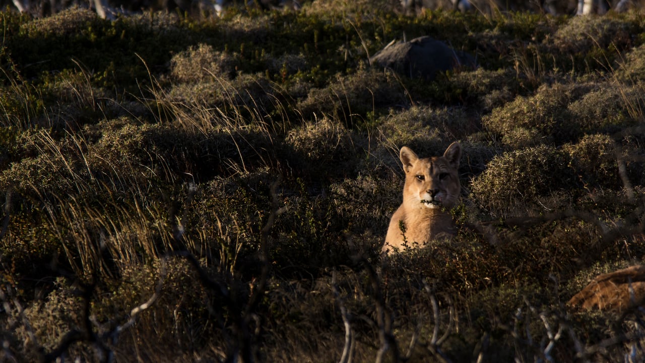 Imagen de referencia de un puma concolor.