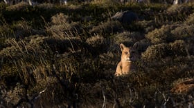Imagen de referencia de un puma concolor.