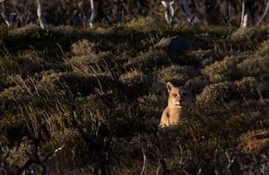 Imagen de referencia de un puma concolor.