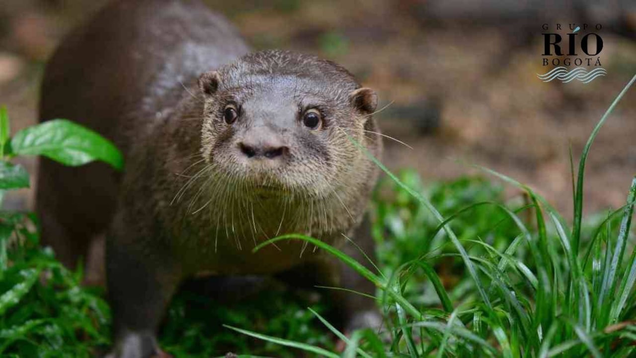 La nutria neotropical habita en casi toda Colombia. La contaminación del río Bogotá la desplazó de la zona. Foto: Fernando Trujillo.