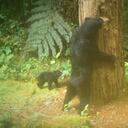 Esta mamá osa de anteojos y sus oseznos fueron registrados por cámaras trampa en una zona protegida de San Agustín, en el Huila. Foto: CAM