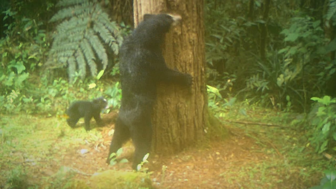 Esta mamá osa de anteojos y sus oseznos fueron registrados por cámaras trampa en una zona protegida de San Agustín, en el Huila. Foto: CAM
