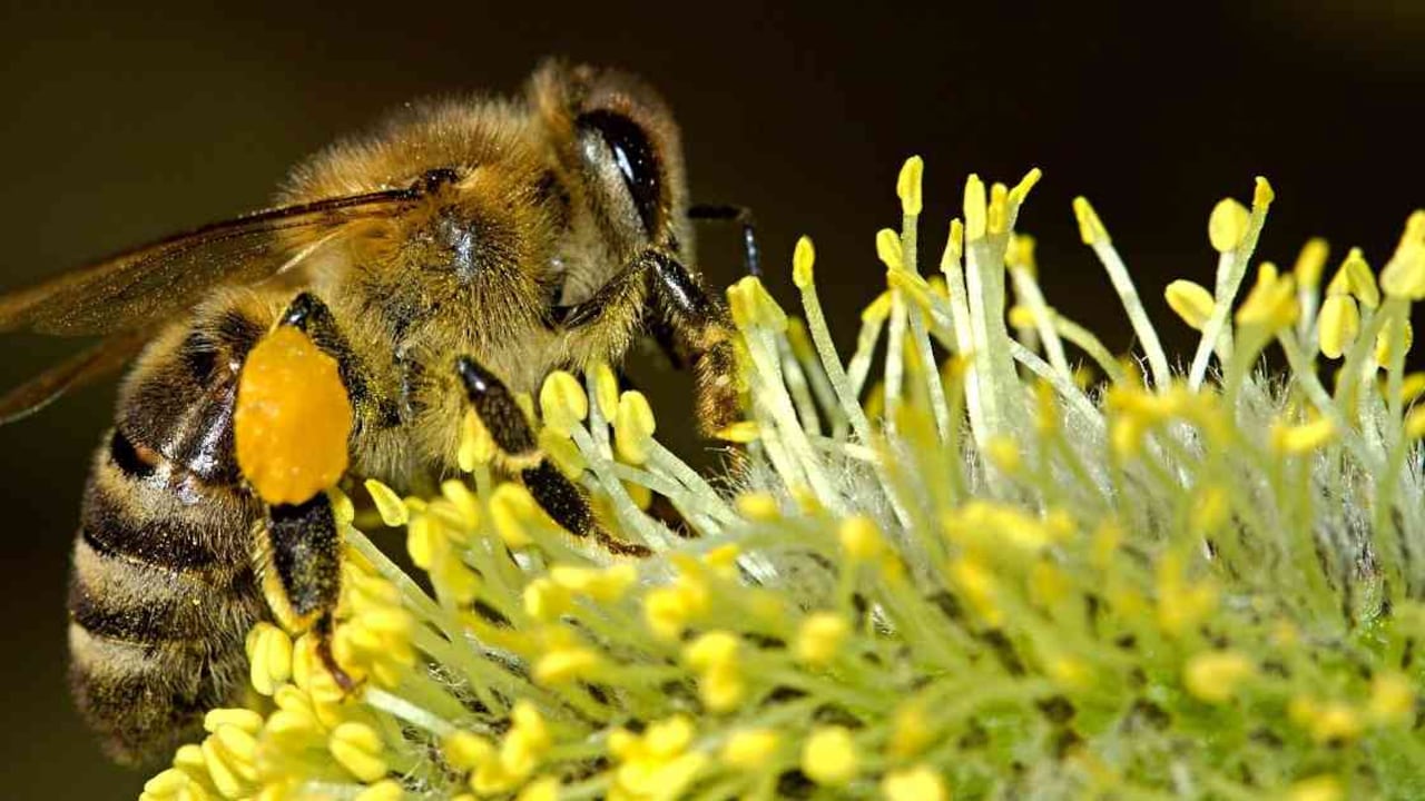 En Colombia el sector apícola cuenta con unos 3.500 productores, según la Federación Colombiana de Apicultores y Criadores de Abejas (Fedeabejas).