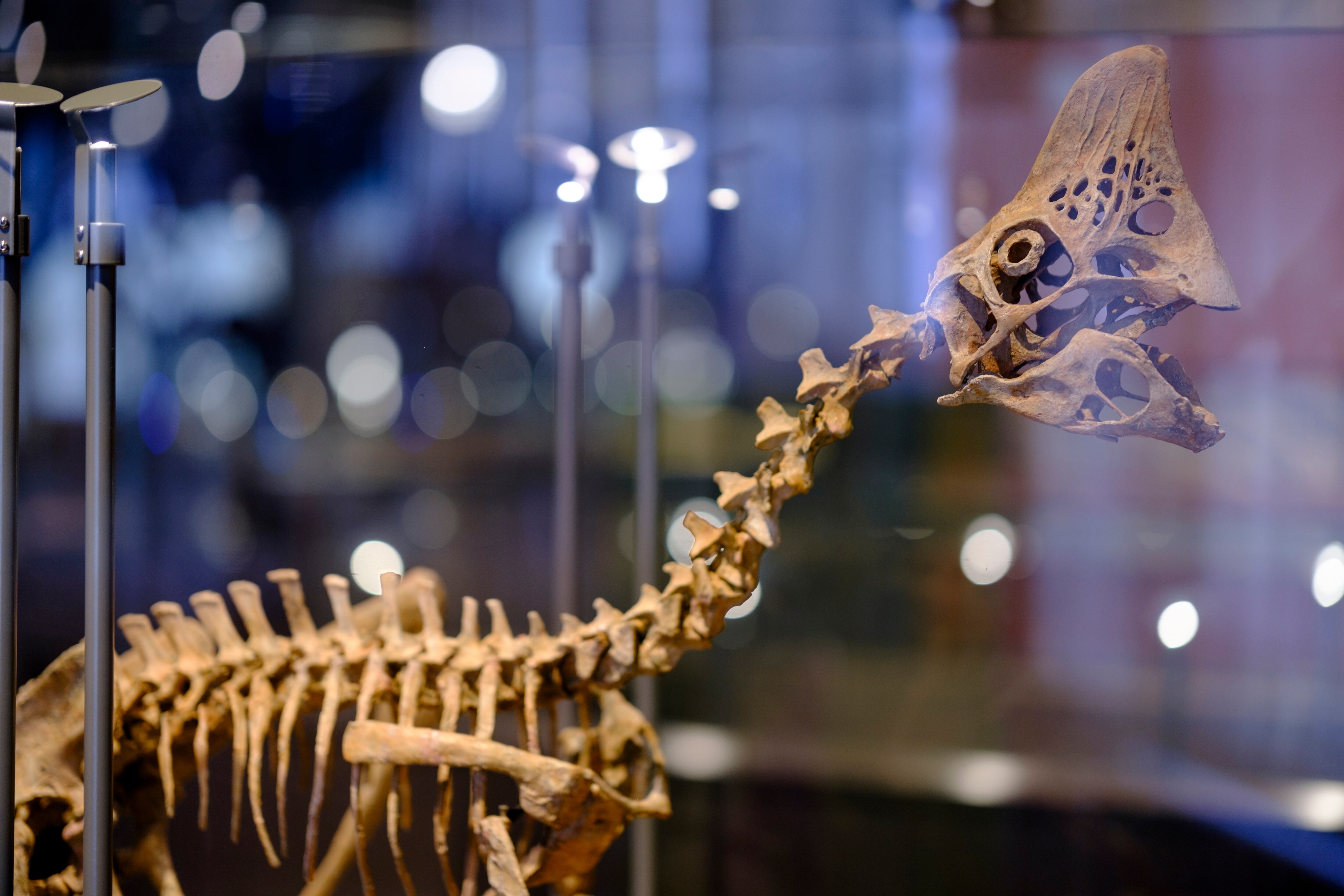 Los restos habrían sido encontrado por expertos en China