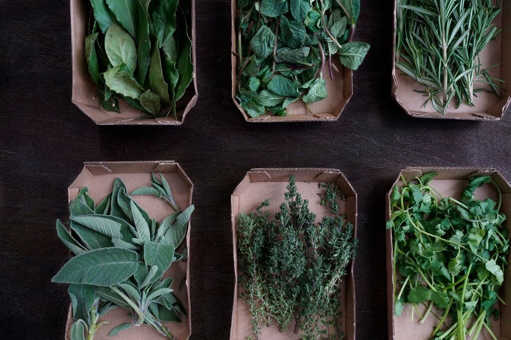 Variedad de plantas medicinales