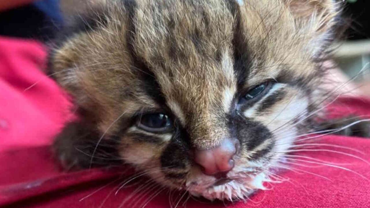 Cuando apenas tenía pocos días de nacida, esta tigrilla lanuda fue hallada cerca a un cafetal en Antioquia. Foto: Corantioquia.