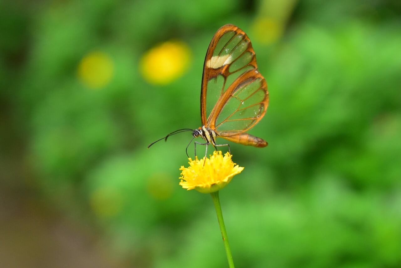 Pagyris cymothoe. Es una mariposa alas de cristal, suele encontrarse al interior de bosques con alta humedad. El vuelo de sus adultos es tranquilo y en algunos casos fácil de observar. Puede verse en el Jardín Botánico del Quindío, que tiene uno de los mariposarios más bellos del mundo. Jardín Botánico del Quindío
