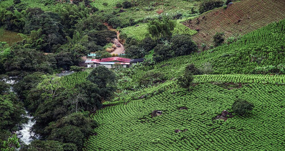 Las montañas de El Plateado y el departamento de Cauca están llenas de tupidas plantaciones de hoja coca.