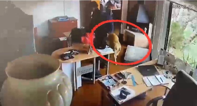 En video quedaron los momentos en que un grupo de delincuentes se paseaban por los barrios identificando a las víctimas.