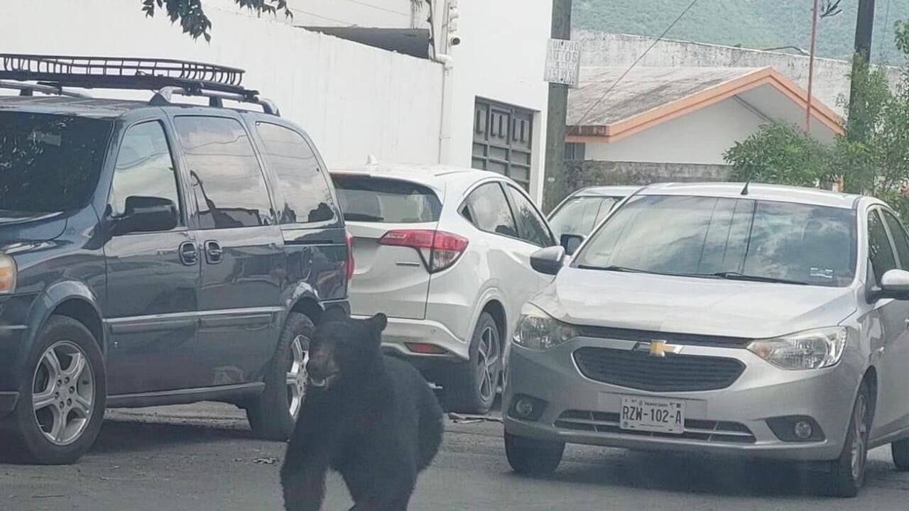 En video quedó grabado el momento en el que un oso negro se paseó por las calles de la colonia (barrio) Buenos Aires en Monterrey, Nuevo León.