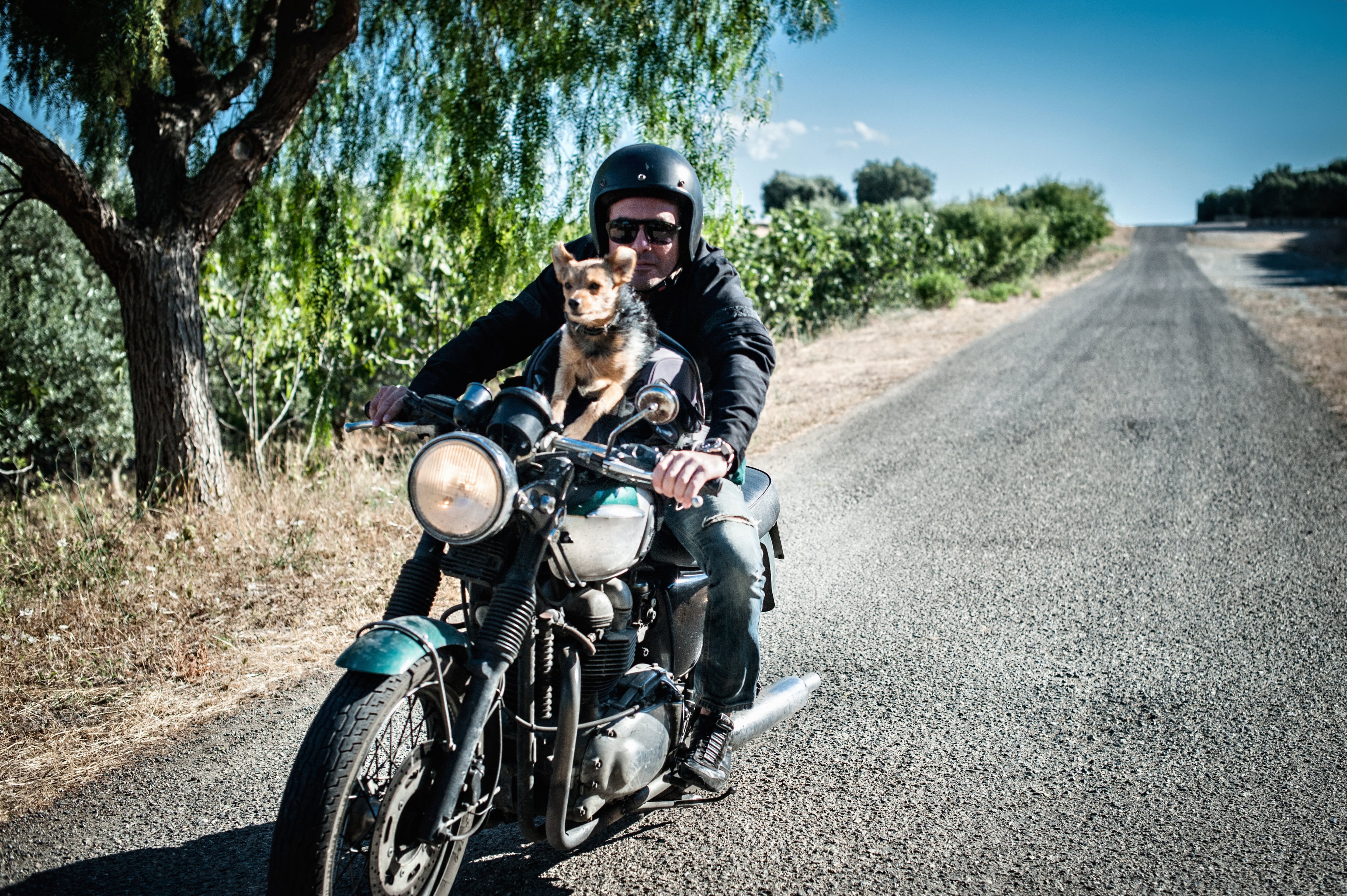 Viajando con mascota