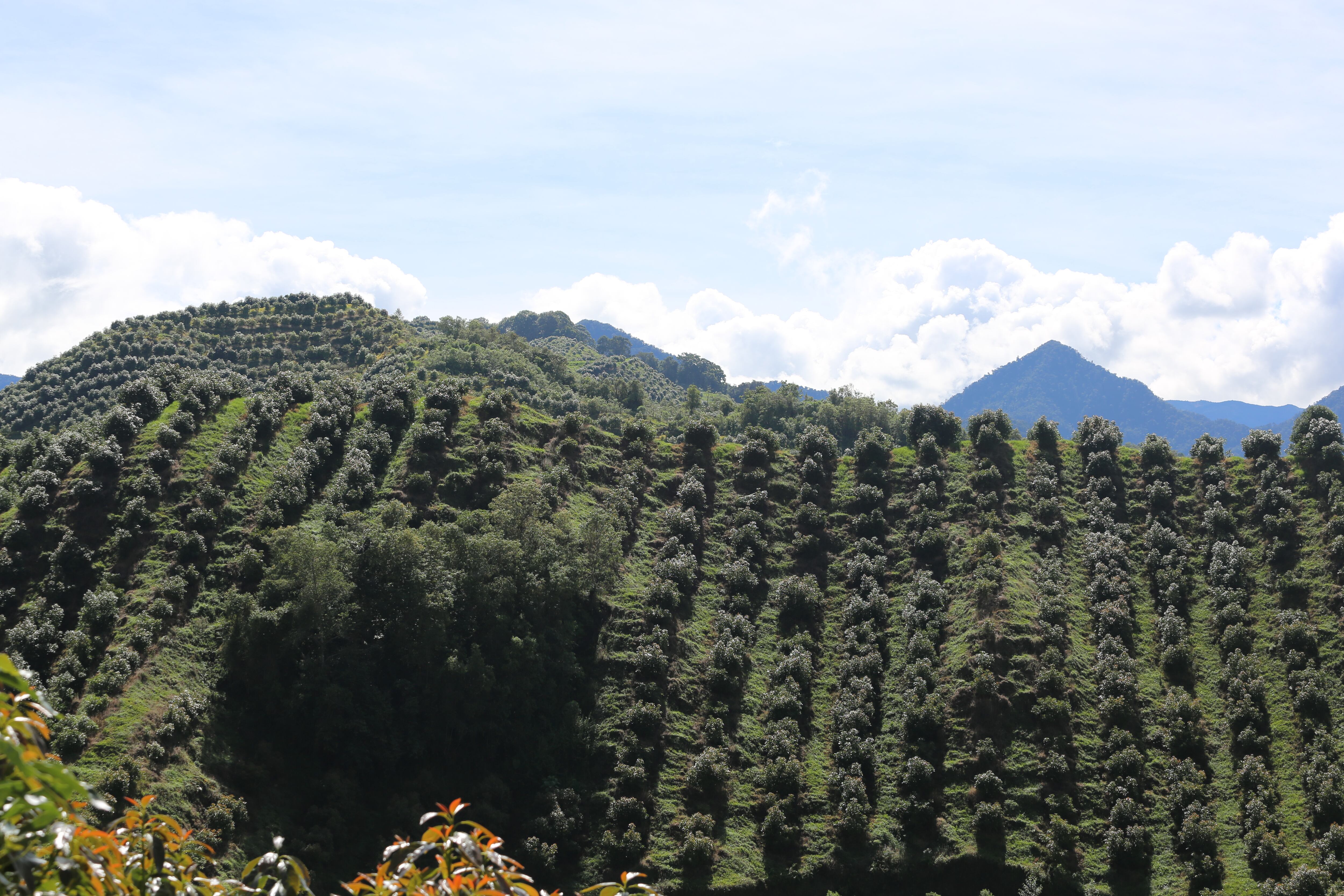 Al tratarse de un árbol de gran tamaño y larga vida, el aguacate Hass puede almacenar durante años el carbono que absorbe de la atmósfera en sus ramas, tronco y raíces.