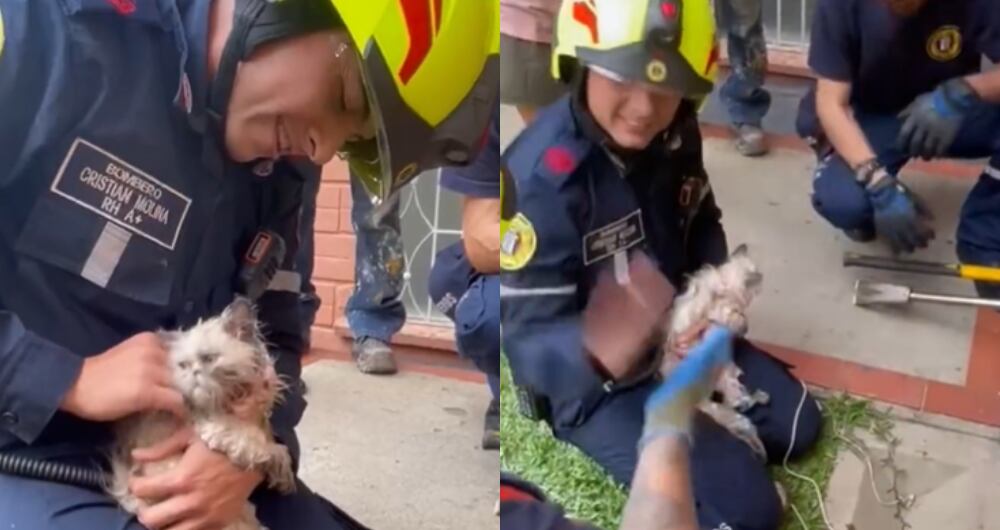 Rescate de gatica por bomberos de Medellín emocionan las redes sociales.
