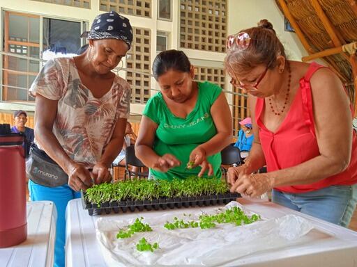 Huerta comunitaria en Barranquilla.