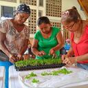 Huerta comunitaria en Barranquilla.